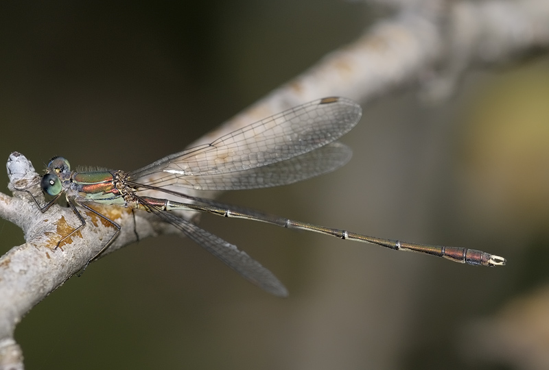 Chalcolestes parvidens